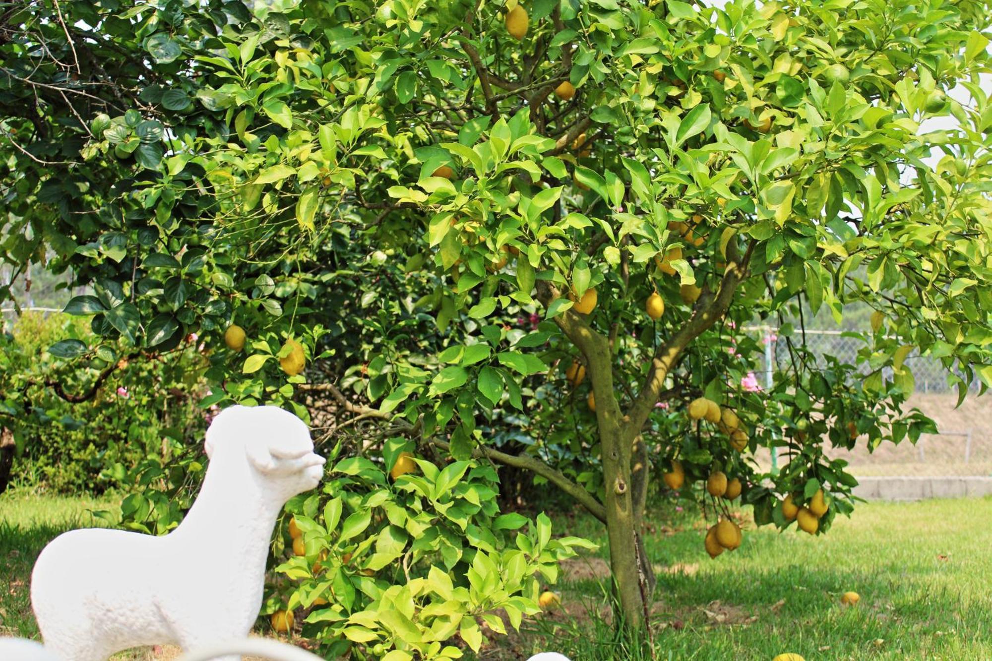 Residencial Pinho Verde メアリャーダ エクステリア 写真